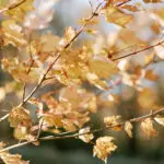 Autumn Leaves with sunlight - symbolizing calm, balance, and nervous system reset.