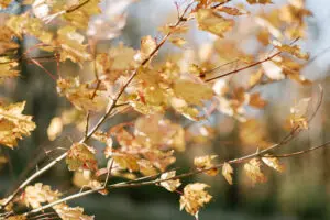 Autumn Leaves with sunlight - symbolizing calm, balance, and nervous system reset.